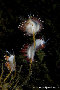 Four nudibranchs in one shot :-) by Morten Bjorn Larsen 